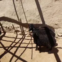 گوسفند بره ماده فوری