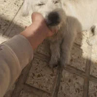 نمی تونم مراقبت کنم