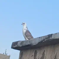 ۷ تا یه جایی