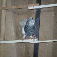 طوقی کلهای سرور دمسفید ساده|پرنده|سمنان, |دیوار