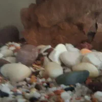 آکواریوم|ماهی|نسیم‌شهر, |دیوار