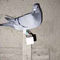 کبوتر ماده|پرنده|مرودشت, دولت آباد|دیوار