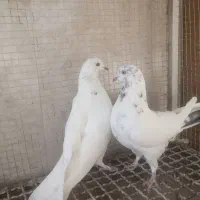 کبوتر.پرشی|پرنده|خمینیشهر, |دیوار