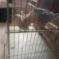 دوتا کوتوله شیطون نیمه دستی باهوش|پرنده|فولادشهر, A3|دیوار