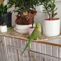 طوطی ملنگو سخنگو