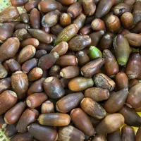 بلوط جنگلی مناسب دیزاین یلدا|گل و گیاه طبیعی|رشت, رشتیان|دیوار