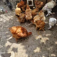 مرغ و خروس برهما|حیوانات مزرعه|شیراز, گچی|دیوار