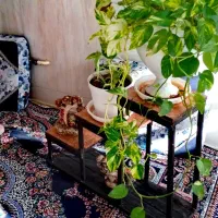 جا گلدانی و جاکلیدی و استند دیواری|گل و گیاه طبیعی|میبد, |دیوار