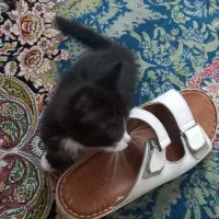 گربه|گربه|نجفآباد, فاز ۴ شهرک آزادگان|دیوار