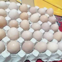 تخم‌مرغ‌محلی