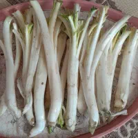 گنگر تازه و قلمی  درجه یک به شرط