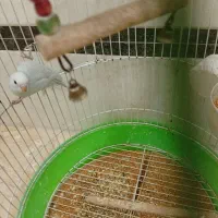 طوطی|پرنده|ری, ظهیرآباد|دیوار