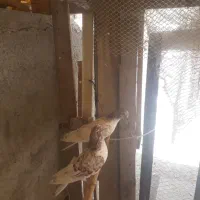 کفتر جوجه