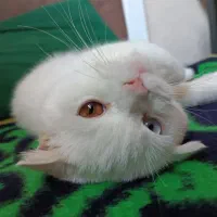 گربه اسکاتیش