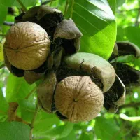 اجاره باغ گردو نقدی