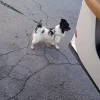 سگ‌پیداشده