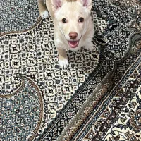 سگ پامرین|سگ|رباط‌کریم, نصیرشهر|دیوار