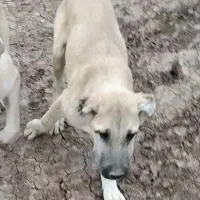 توله سگ سرابی نر۴ماهه|سگ|هریس, |دیوار