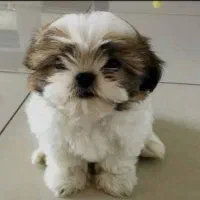 سگ پاکوتاه سایز کوچک