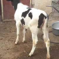 گاو جوان باگوساله ماده|حیوانات مزرعه|ارشق, |دیوار