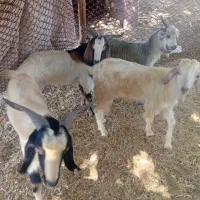 ۴ عدد تره نر درجه یک پاکستانی چاق است|حیوانات مزرعه|کاکی, |دیوار