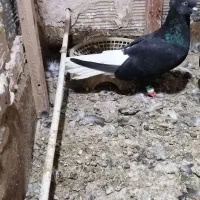 کفتر رنگه و دم سفید والمانی