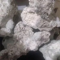 سنگ آکواریوم لایوراک در ماهی