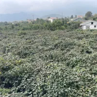 فروش باغ کیوی با سند تک برگ و ۱۰۰ عدد کیوی