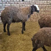 بره نر شال قوچی و قوچ ۴دندان|حیوانات مزرعه|کبودرآهنگ, |دیوار