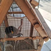 مینا تازه بالغ شده با قفس