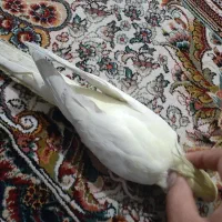 عروس هلندی لوتینو دستی