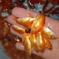 ماهی قرمز گلفیش ردکپ کوی