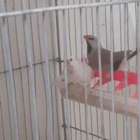 فنچ بنگالی. کراواتی و رز بورک|پرنده|تبریز, |دیوار