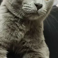 ماده راشن بلو|گربه|اصفهان, نصرآباد|دیوار