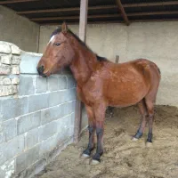 اسب مادیون درشول خالص