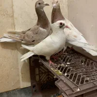 کبوتر کلایور سار سرور آلمانی