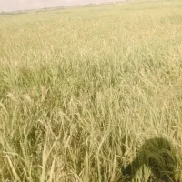 برنج دورود  در شهر مهاجران|عمده‌فروشی|مهاجران, |دیوار