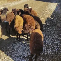 بره پای پروار|حیوانات مزرعه|کلاله, |دیوار