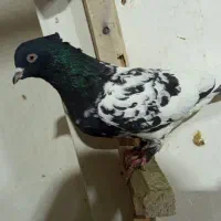 بهبهانی و شهری