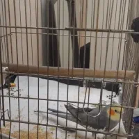 عروس هلندی با قفس