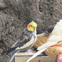 دو عدد طوطی عروس نرو ماده جفت .آماده تخم گذاری