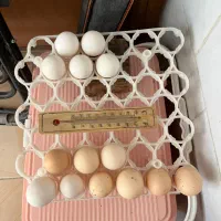 تخم نطفه دار