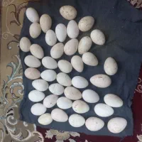 تخم نطفه دار بوقلمون برنز ارگانیک