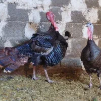 بوقلمون برنز اصل