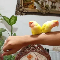 کوتوله برزیلی هلویی تربیت شده