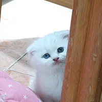 گربه نژاد بریتیش