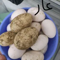 تخم غاز نطفه دار
