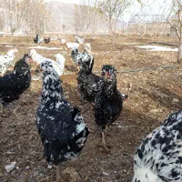 فروش مرغ و خروس گلین بدون پر رنگی|حیوانات مزرعه|فارسان, |دیوار