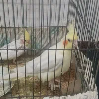 طوطی عروس|پرنده|رشت, حمیدیان|دیوار