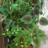 انواع گل و حسن یوسف بزرگ 35 هزار